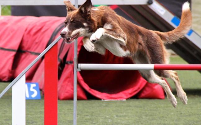 Prueba en un campeonato de agilidad canina