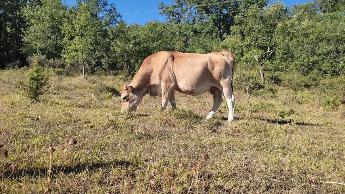 Una vaca pastando.