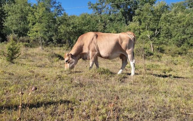 Una vaca pastando.