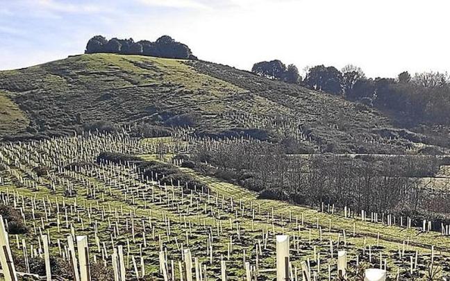 Arbustos plantados en zona Arantzar de Laudio.