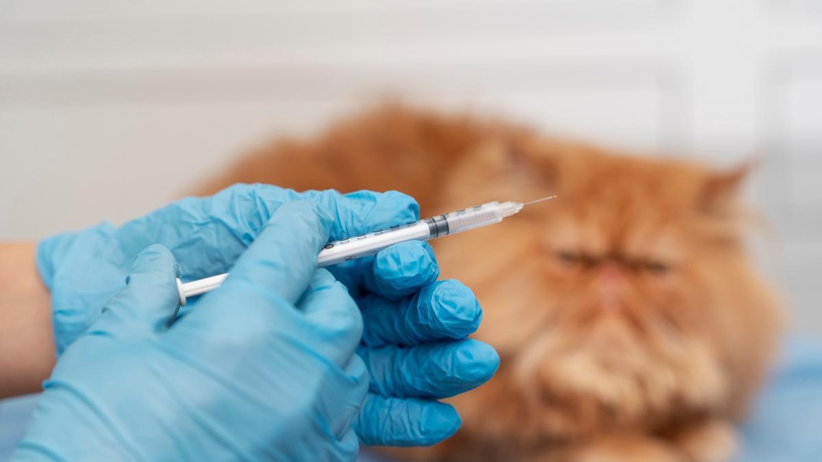 Un gato mira con desconfianza la vacuna que va a recibir.
