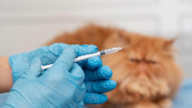 Un gato mira con desconfianza la vacuna que va a recibir.