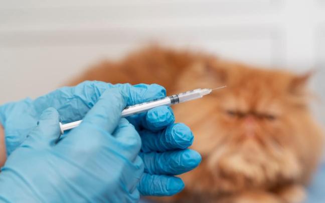 Un gato mira con desconfianza la vacuna que va a recibir.