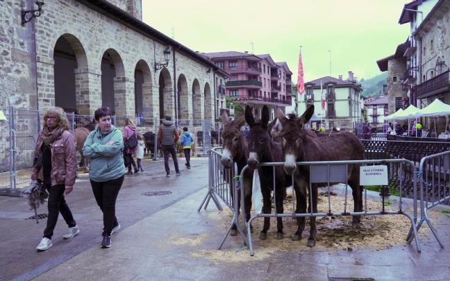 La exposición de animales en una pasada edición de la feria de San Isidro. / Goiena. La exposición de animales en una pasada edición de la feria de San Isidro.