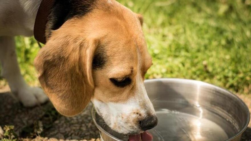 El agua estancada favorece la proliferación de algas o bacterias peligrosas