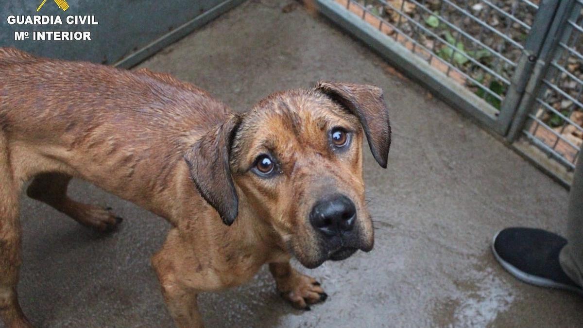 Uno de los perros rescatados por la Guardia Civil.