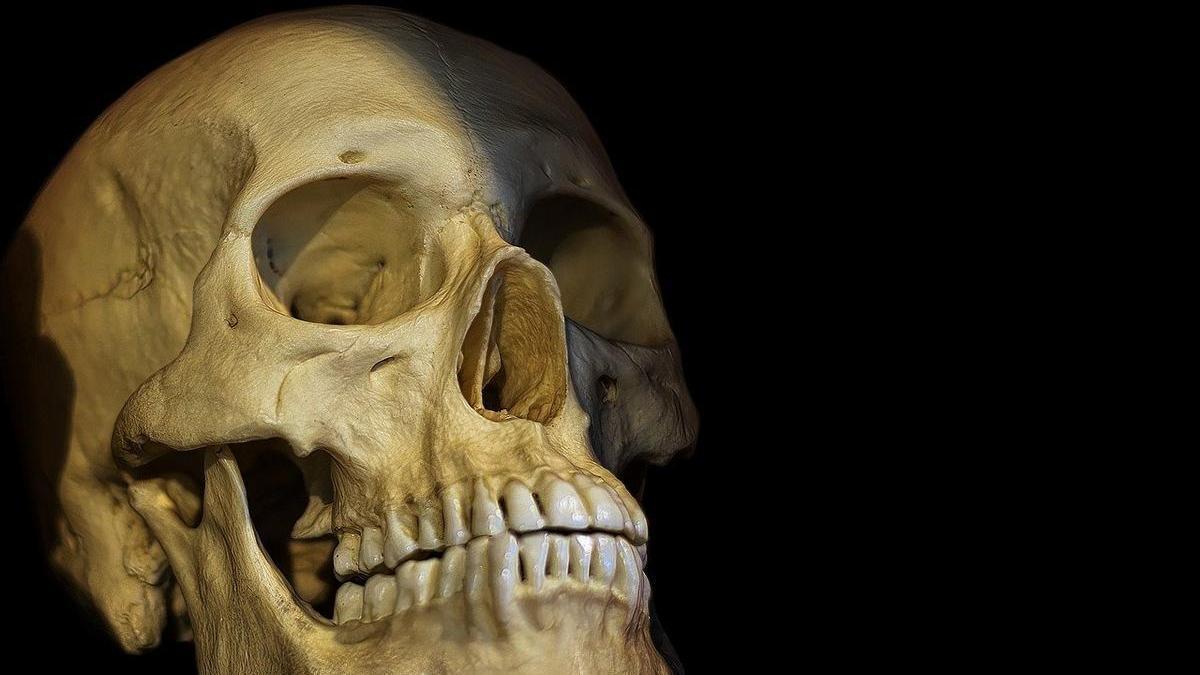 Un estudio ha analizado las piezas dentales de 10.000 esqueletos.