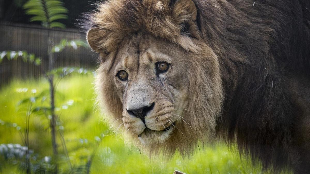 Un león en un zoológico.