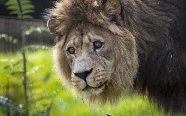 Un león en un zoológico.