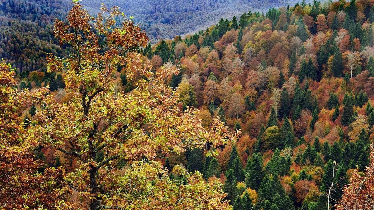 Bosque de Lizardoria en la selva de Irati.