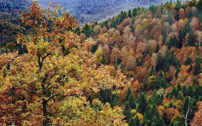 Bosque de Lizardoria en la selva de Irati.