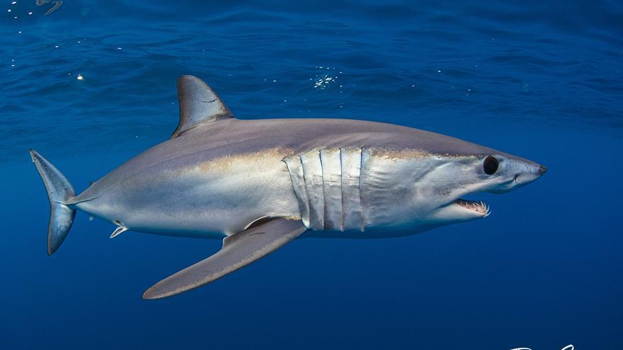 Imagen de un tiburón