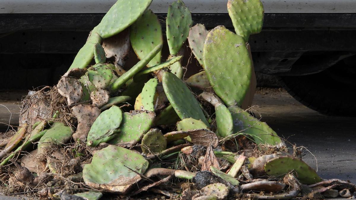 Chumberas retiradas.