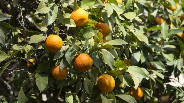 Imagen de archivo de un naranjo.