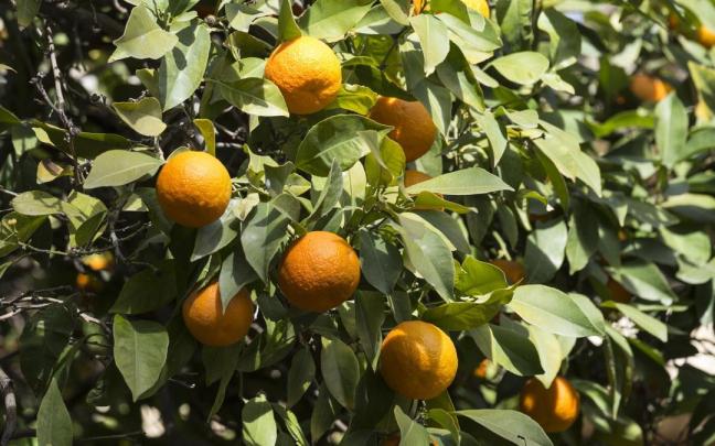 Imagen de archivo de un naranjo.