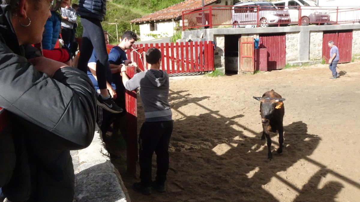 Una capea con vacas betizu, o larrabehia, en la plaza de Lastur.