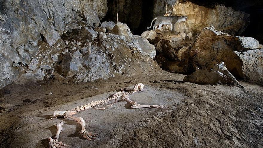 Réplica del esqueleto completo del león cavernario en la cueva de Arrikrutz.