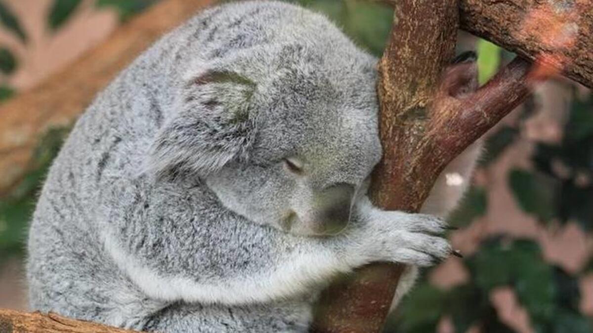 Un koala durmiendo