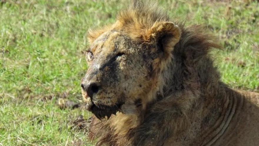 El león Loonkito ha fallecido a los 19 años.