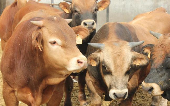 Gobierno vasco defiende que "lo lógico" es vacunar a toda la cabaña bovina de la CAV