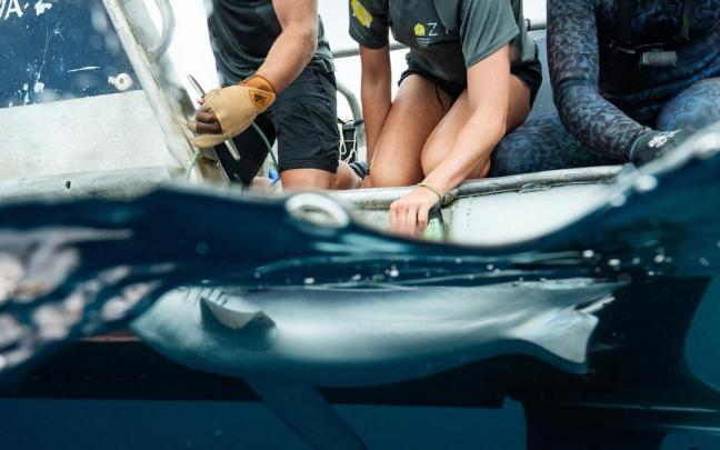 Trabajadores de AZTI marcando a los tiburones para recoger datos