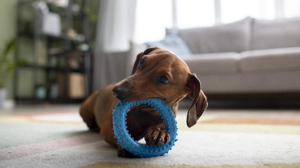 Un perro juega con uno de sus juguetes.