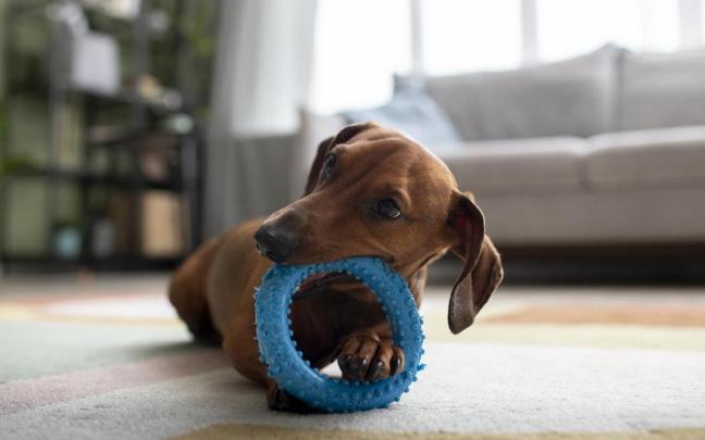 Un perro juega con uno de sus juguetes. / Freepik Un perro juega con uno de sus juguetes.