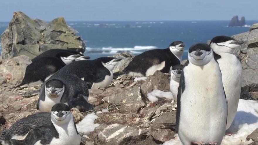 Los pingüinos de barbijo que anidan en un entorno peligroso duermen a través de miles de episodios de microsueños.