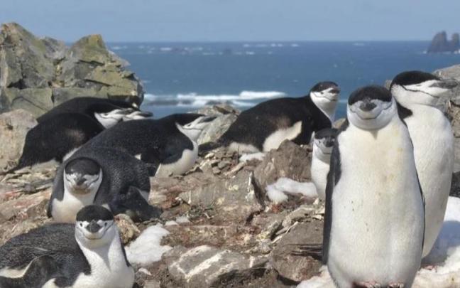 Los pingüinos de barbijo que anidan en un entorno peligroso duermen a través de miles de episodios de microsueños.