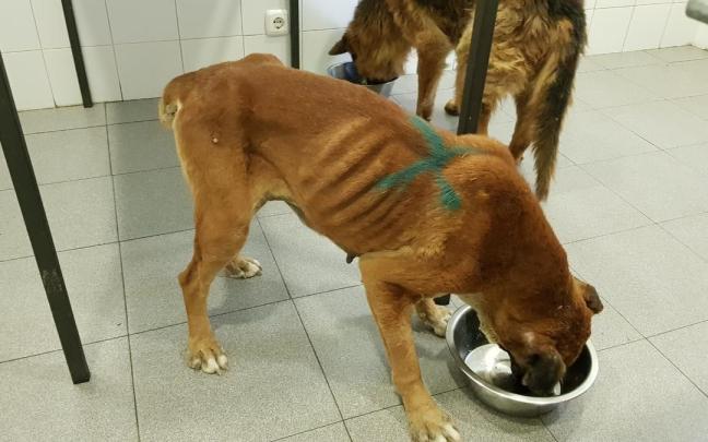 Uno de los perros incautados por el Seprona en el criadero de Melgar de Fernamental (Burgos).