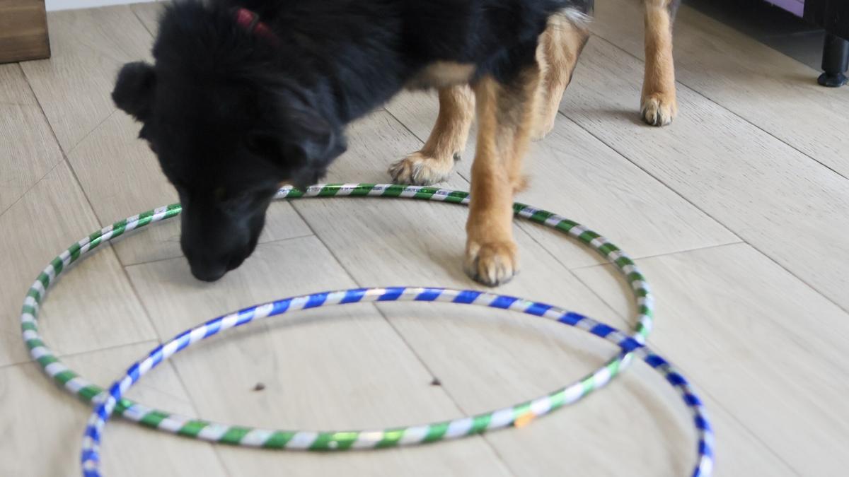En imágenes: Bienestar emocional...para perros