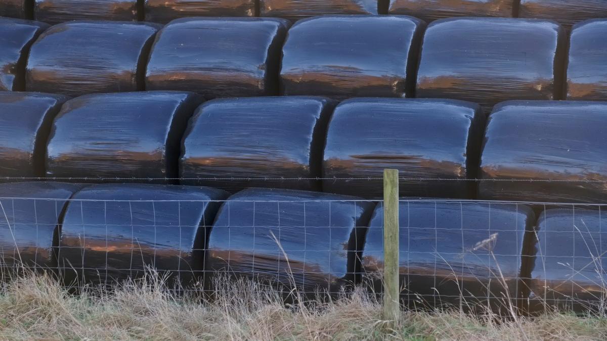 Belar-bolak silo plastikoetan.