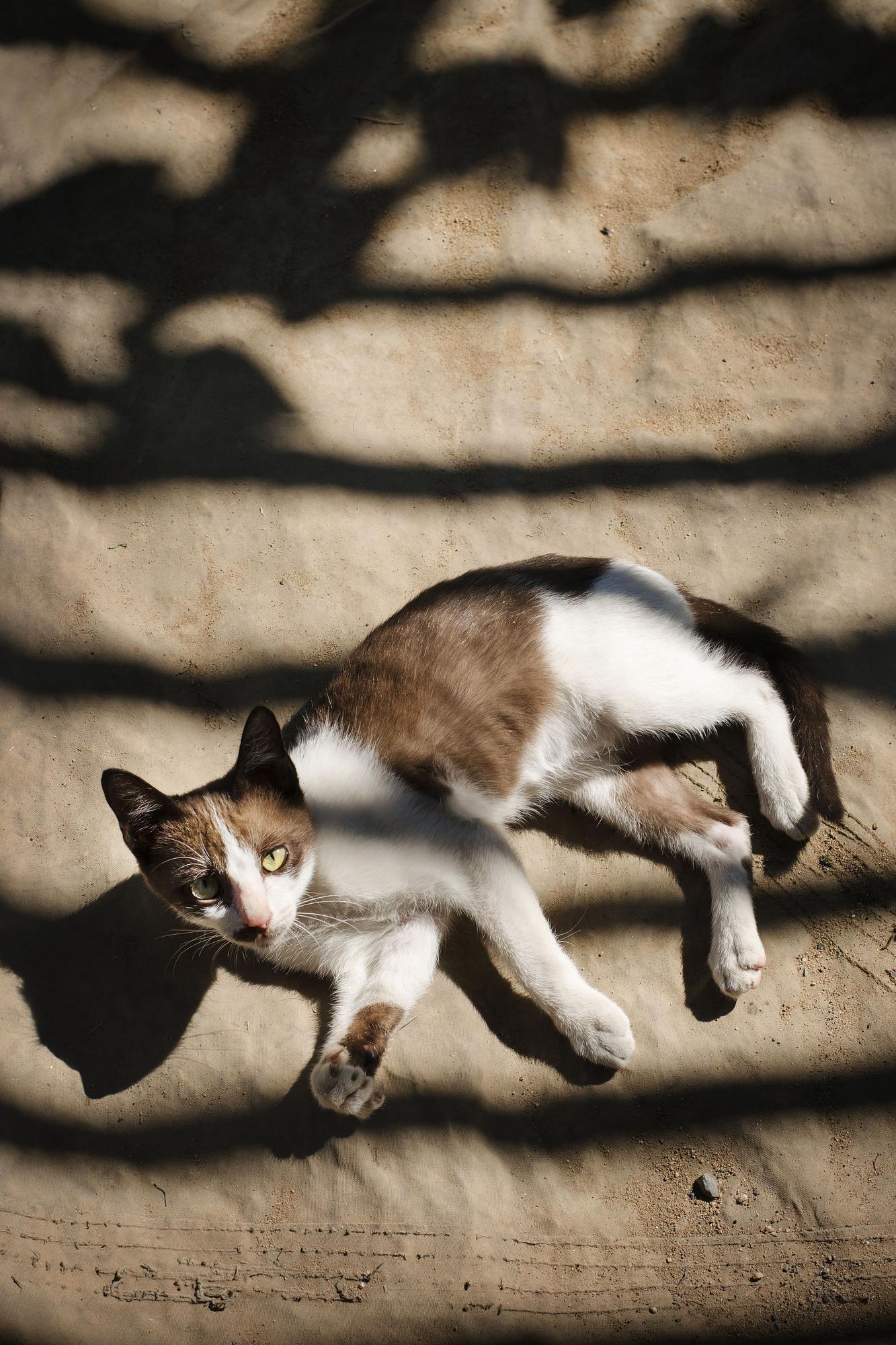 Los gatos son expertos en buscar lugares frescos.