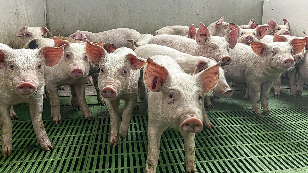Tras los nuevos casos de peste porcina, el Gobierno asegura que "no cambia ni el diagnóstico ni los protocolos"