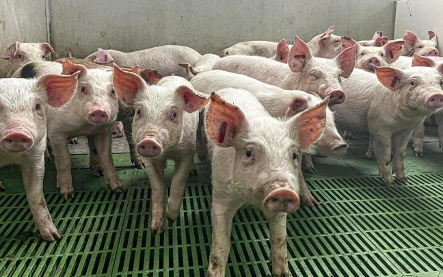 Tras los nuevos casos de peste porcina, el Gobierno asegura que "no cambia ni el diagnóstico ni los protocolos"