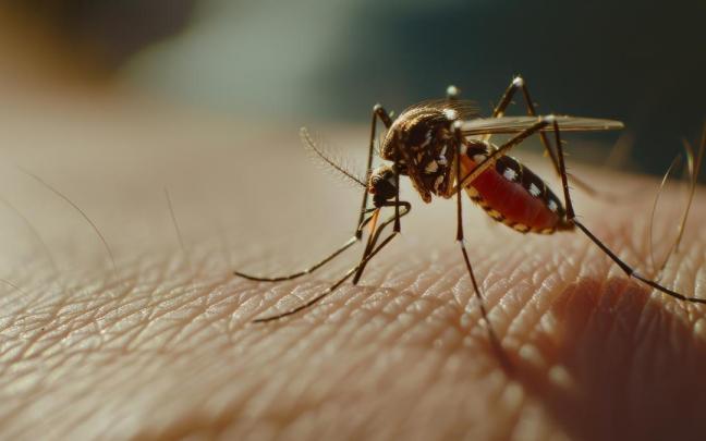 Las temperaturas suaves hacen que los mosquitos sigan siendo una molestia