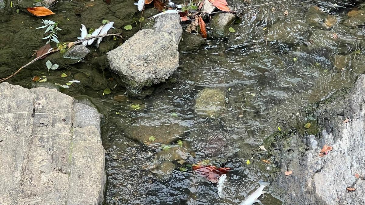 Peces muertos en el río Urola.