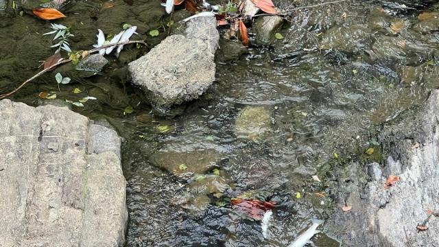 Peces muertos en el río Urola.