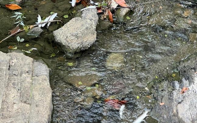 Peces muertos en el río Urola.