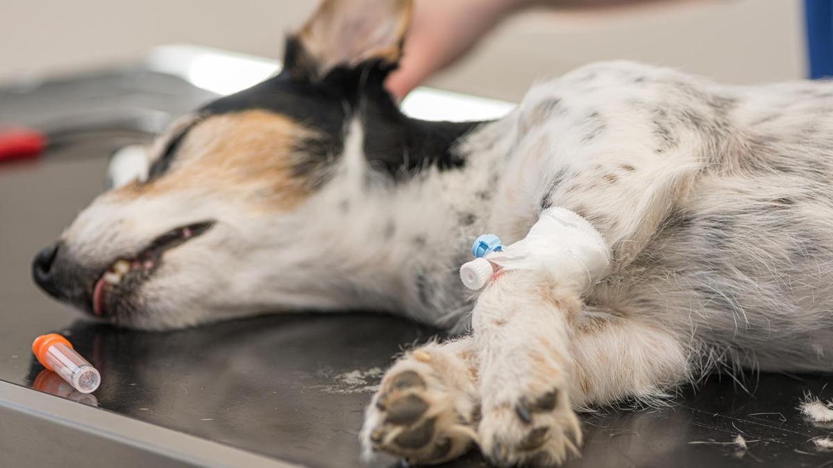 como hacer vomitar a un perro con hidrogeno