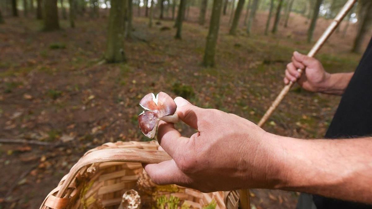 El mejor lugar de Euskadi para recoger setas este otoño: un paraíso en medio de la naturaleza