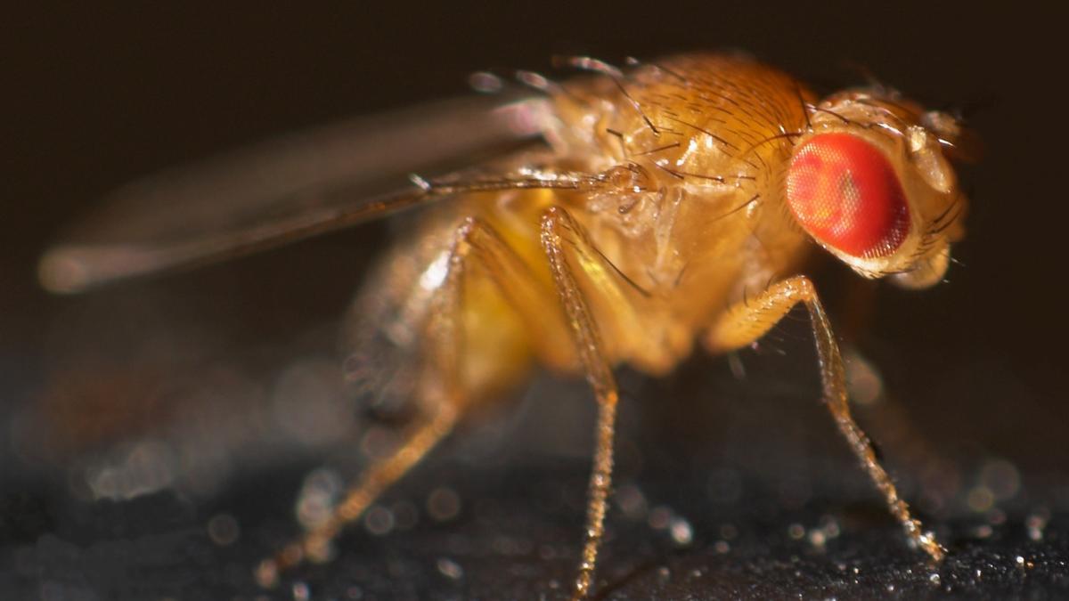 Un ejemplar de mosca de la fruta ('Drososphila melanogaster')