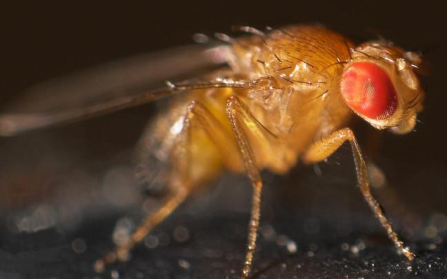 Un ejemplar de mosca de la fruta ('Drososphila melanogaster')