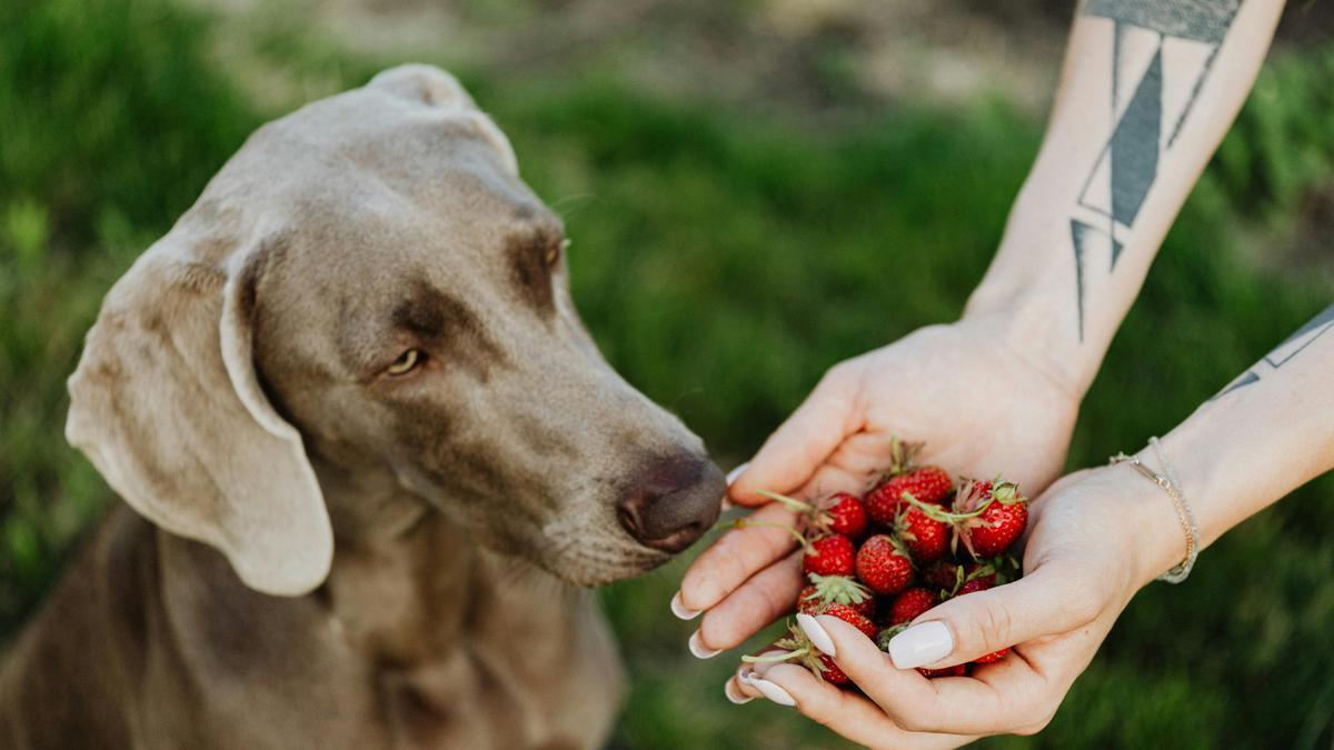 Frutas prohibidas para los perros