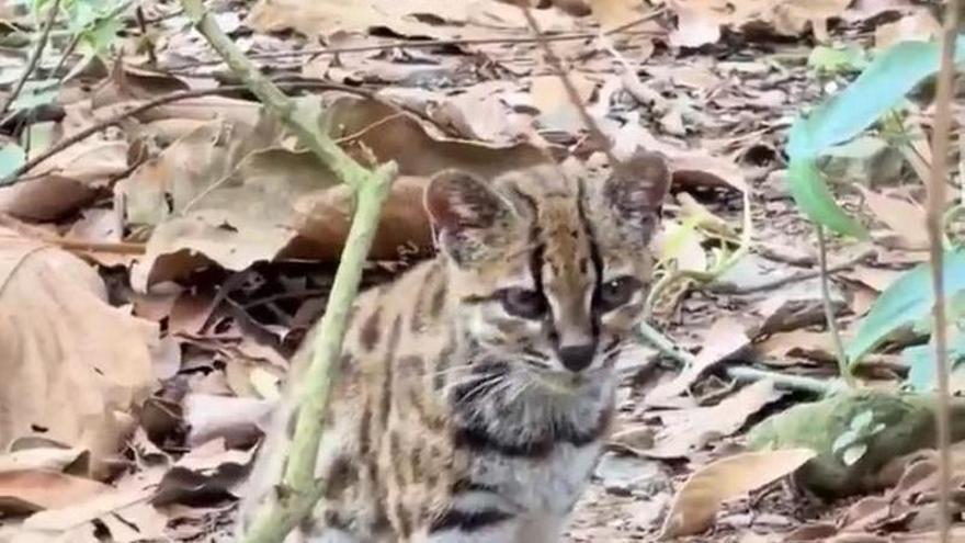 La especie, bautizada como Leopardus tilcayo o gato tilcayo, ha sido identificada mediante el análisis de ADN de ejemplares históricos conservados en museos y de muestras de animales vivos.
