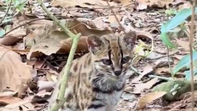 La especie, bautizada como Leopardus tilcayo o gato tilcayo, ha sido identificada mediante el análisis de ADN de ejemplares históricos conservados en museos y de muestras de animales vivos.