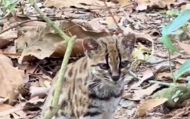 La especie, bautizada como Leopardus tilcayo o gato tilcayo, ha sido identificada mediante el análisis de ADN de ejemplares históricos conservados en museos y de muestras de animales vivos.