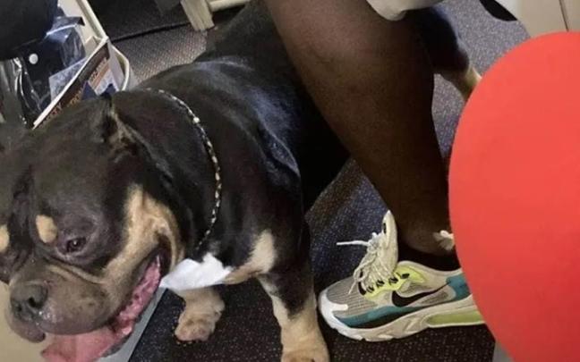 El perro que presuntamente se tiraba pedos. / Gill y Warren Press El perro que presuntamente se tiraba pedos.