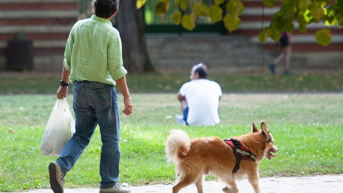 Perros paseando en parques.