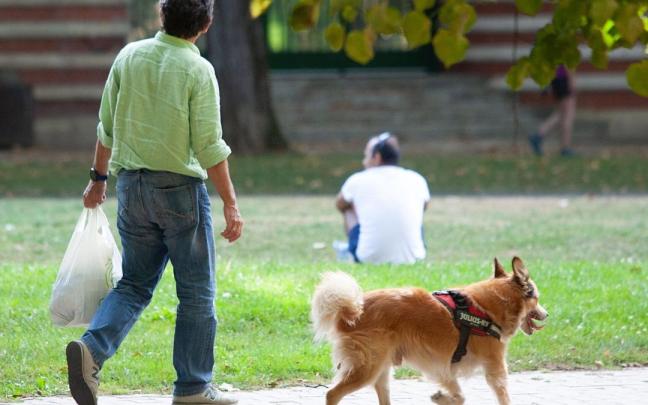 Perros paseando en parques.